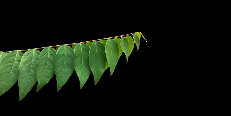 Leaves.jpg