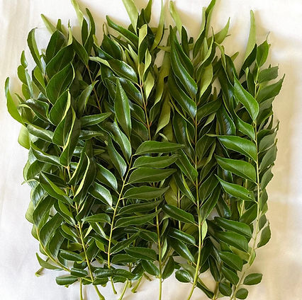 Curry-Leaves-22