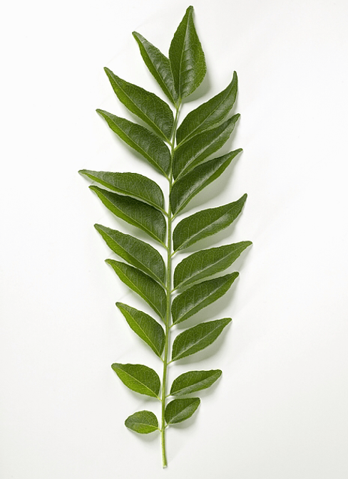 Curry-leaves-.png