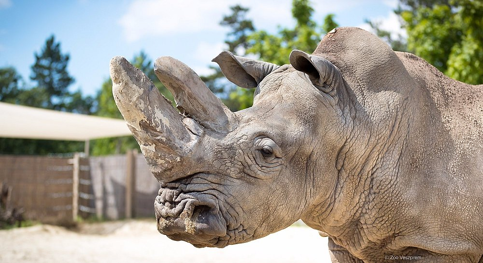 White Rhino in the Veszprém Zoo