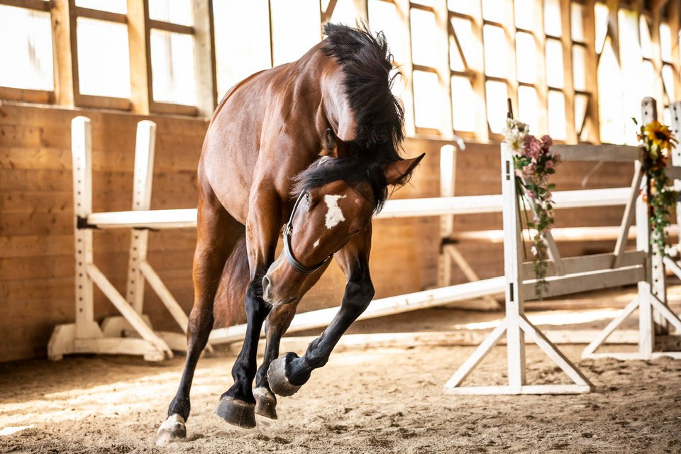 Horse at Orchard Park Stables