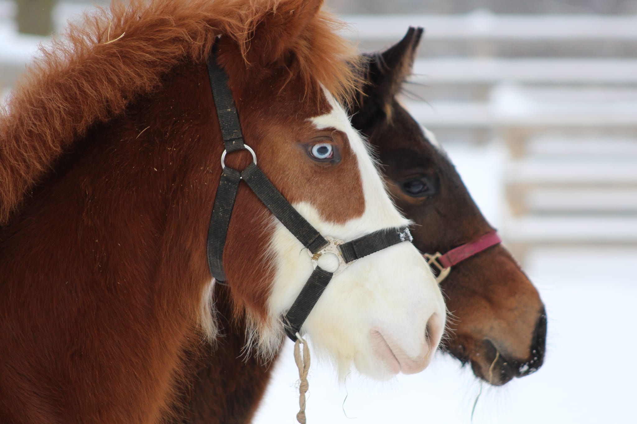 Horse for sale at Orchard Park Stables