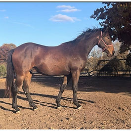 Irish Draught Sport Horse