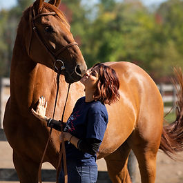 Irish Draught Sport Horse