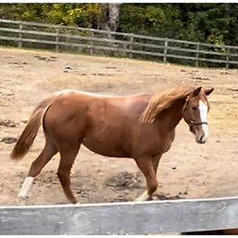 Irish Draught Sport Horse