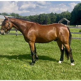 (Eligible) Class 1 Registered Irish Draught