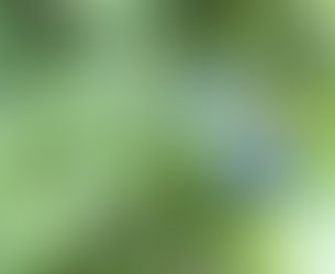 Ripe sloes on a sloe tree