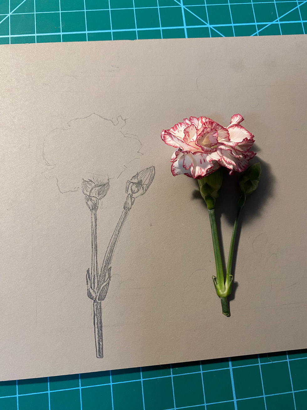 Engraved and real carnation flowers on a linoleum block