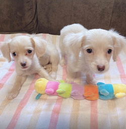 保護犬　ミルク　モカ