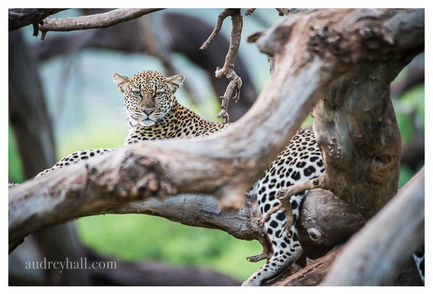 HTS_Kenya_Elephant Watch-2107 _PROOF.jpg