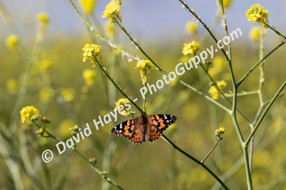 Painted lady butterfly with yellow flowers on the Malibu, California coast.