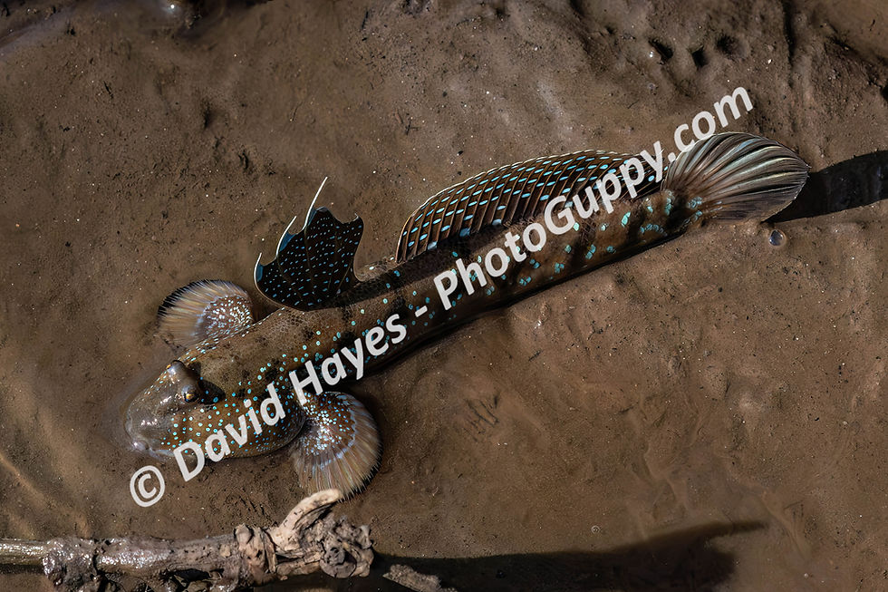 Mudskipper in mud flat at low tide, Gulf of Thailand.