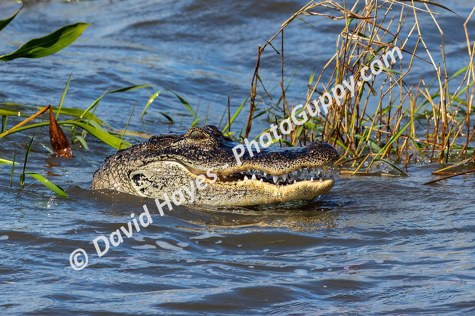 Alligator in Florida lake, head above water. Mouth slightly open.