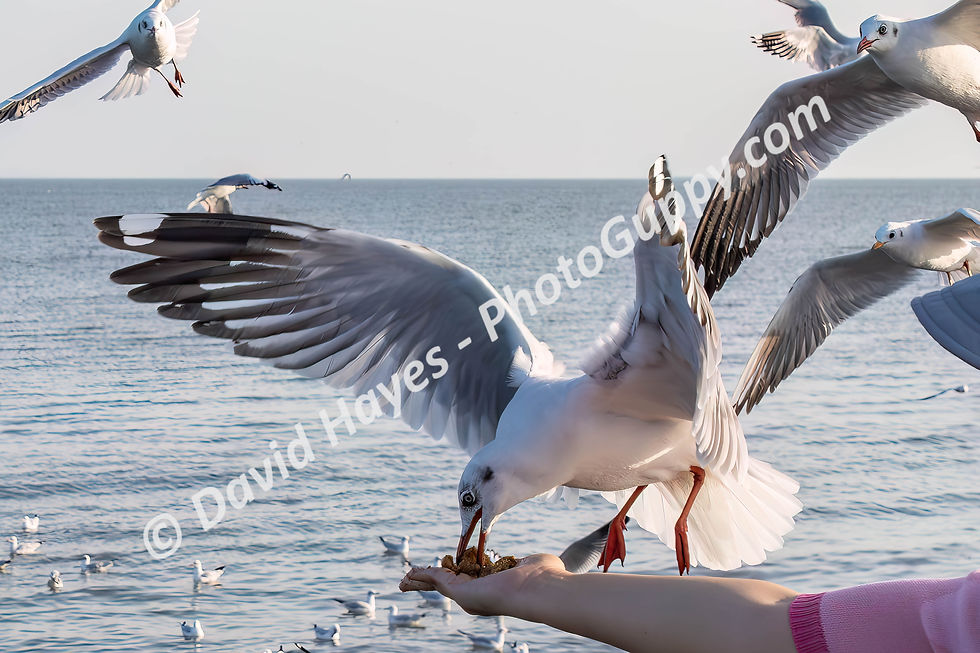 Brown-headed seagull eating from someone's hand, Gulf of Thailand.