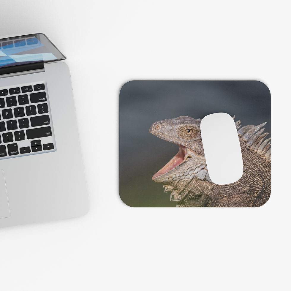 Thumbnail: Custom photo mouse pad with image of a green iguana with its mouth open on the island of Aruba.