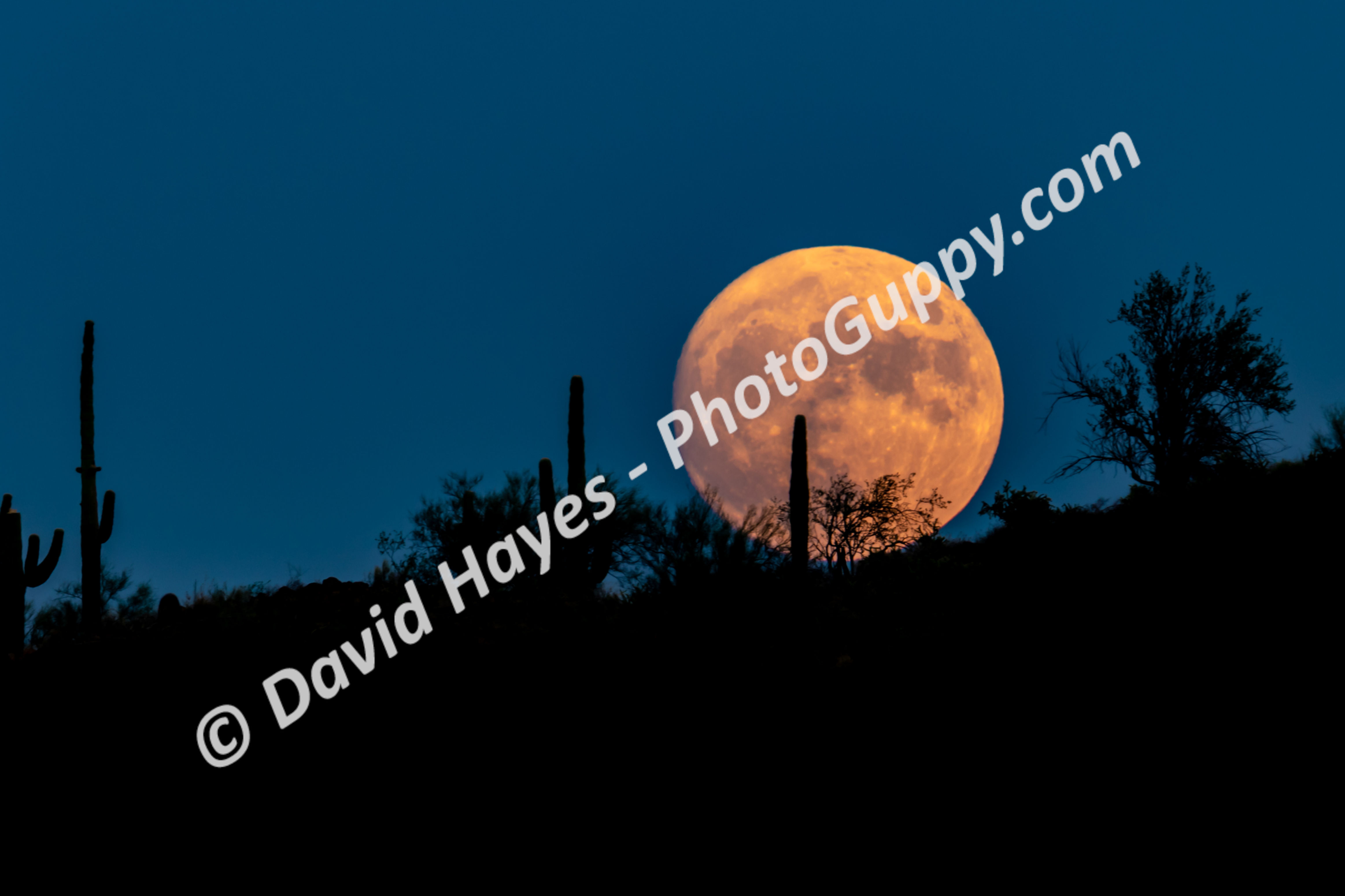 Harvest Moon, Sonoran Desert