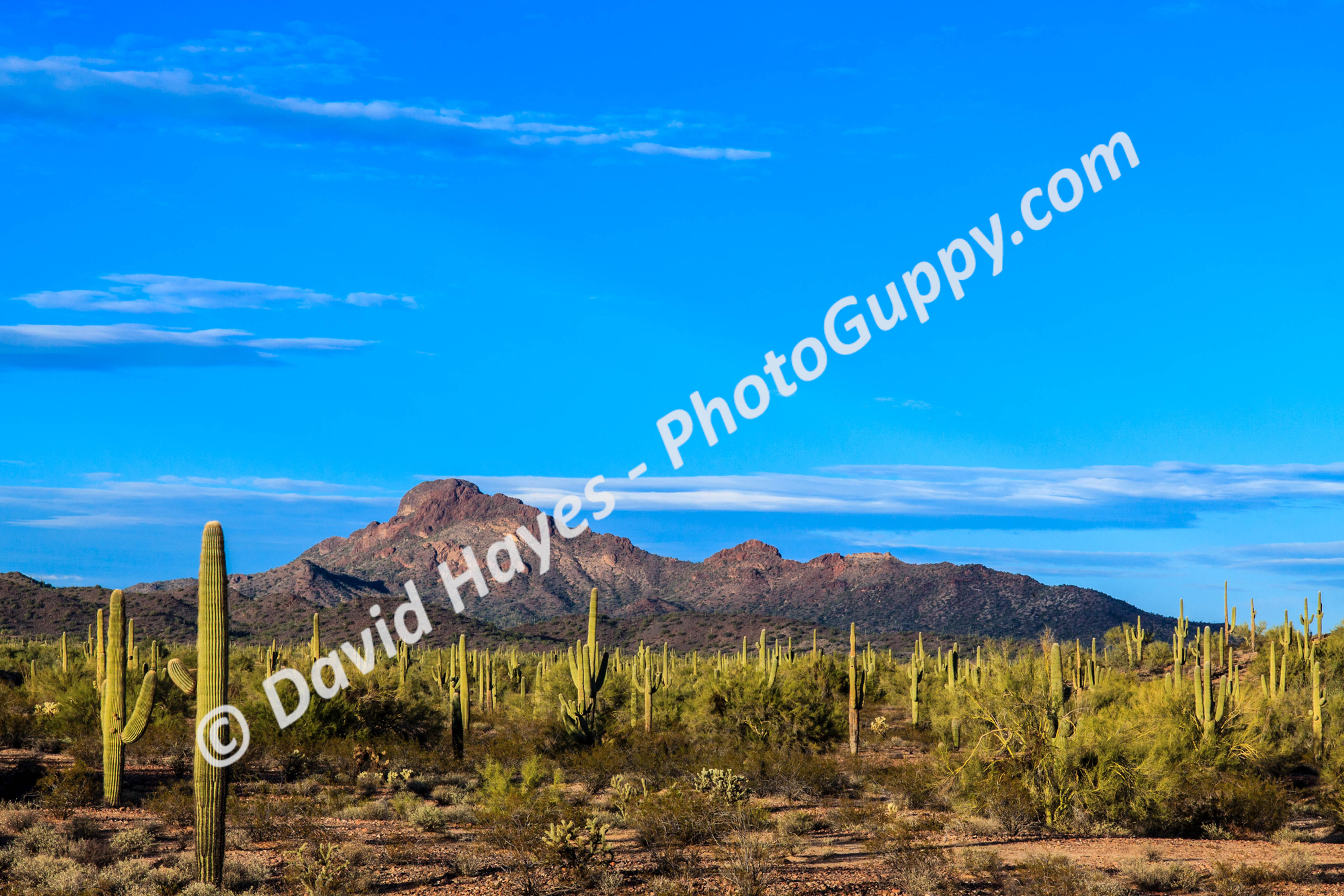 Sonoran desert filled with Saguaro cactus in Arizona. Rugged mountains in the background.
