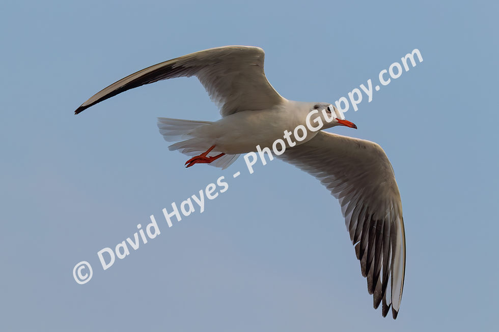 Brown-headed seagull in flight, over Bang Pu pier, on the Gulf of Thailand.