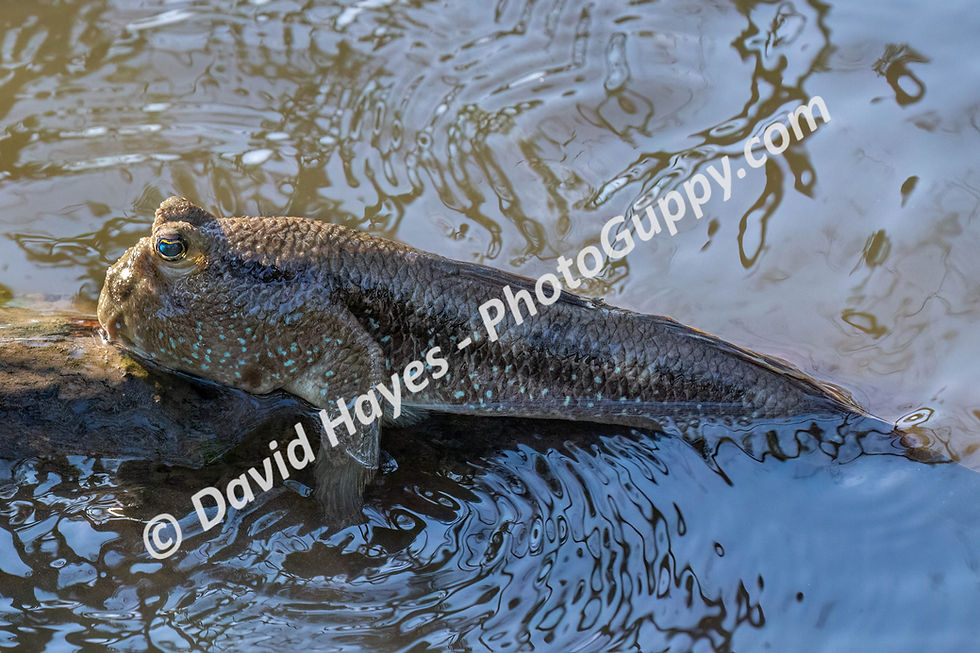 Giant mudskipper on a branch, low tide, Gulf of Thailand.