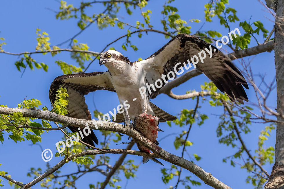 Florida osprey perched on a tree branch, clutching its partially eaten fish.