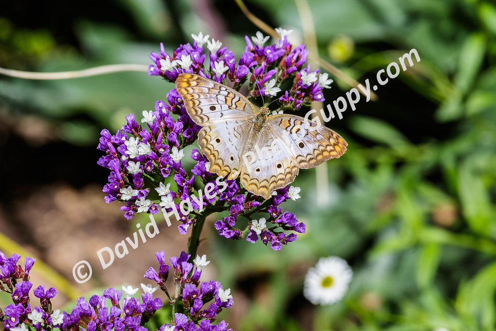 White peacock butterfly on a branch of purple sea foam flowers.