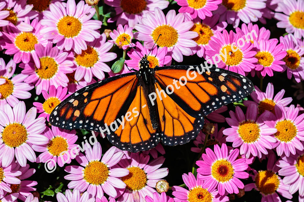 Monarch butterfly resting on a bed of bright pink flowers in Arizona.