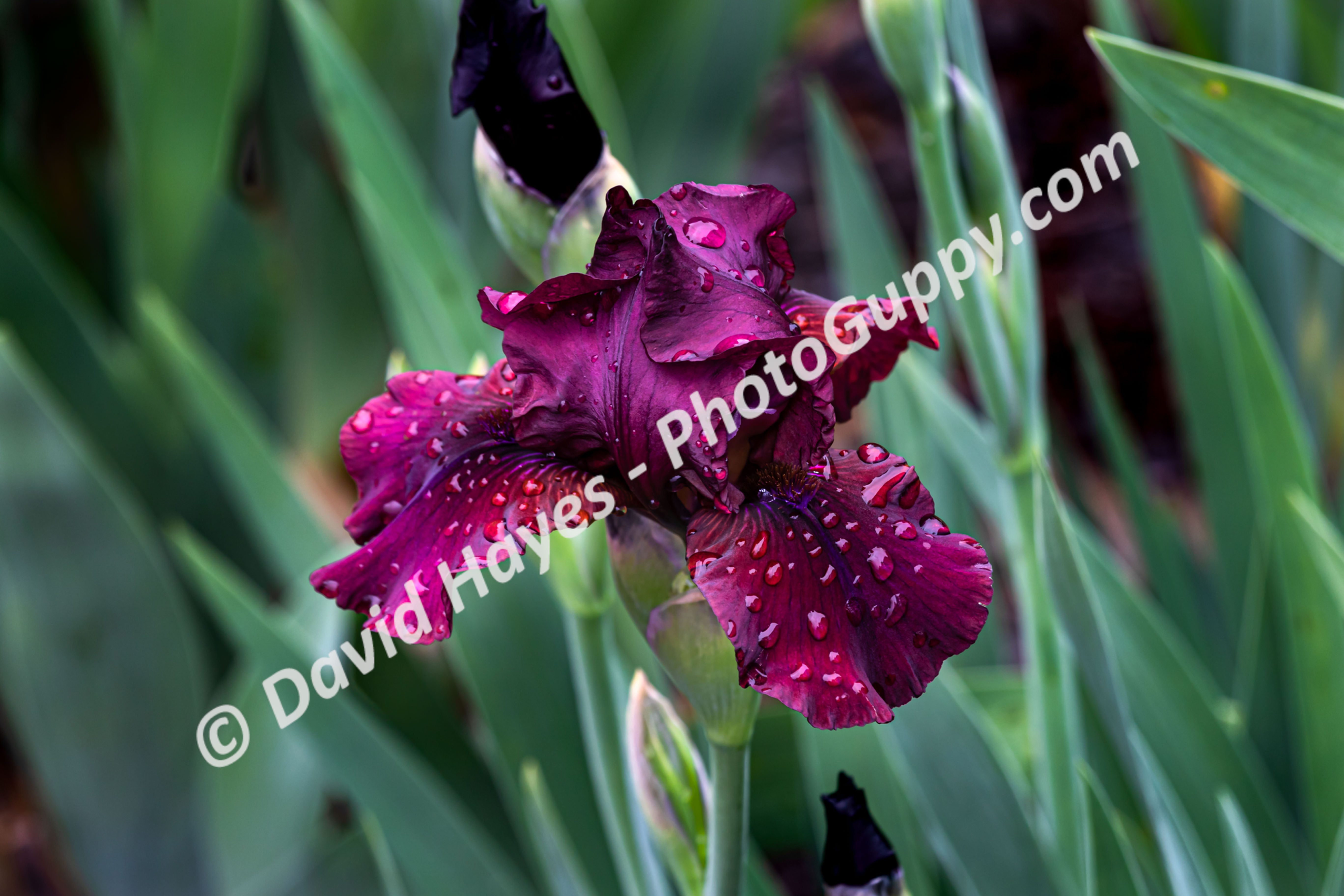 "End Zone" Iris