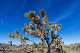 Joshua tree mohave desert california blue sky clouds