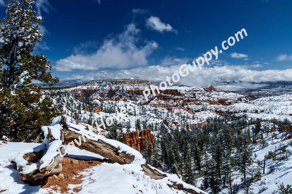 Winter landscape at Bryce Canyon National Park. Snow, Hoodoos, pine forest.