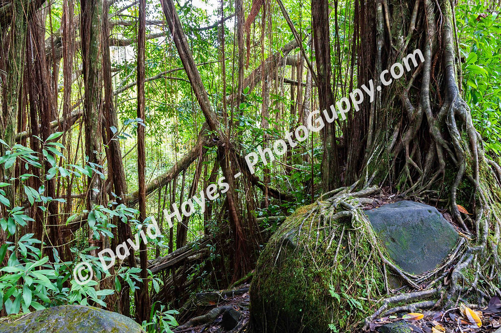 Tropical rainforest, Hawaiian state park, Big Island of Hawaii.