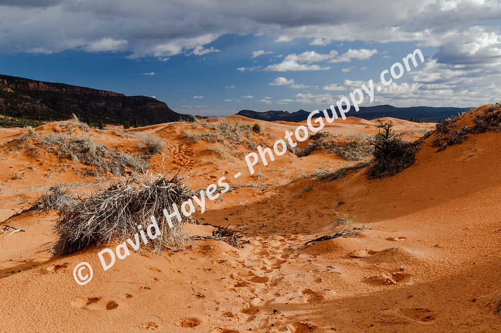 Brightly colored sand at Coral Pink Sand Dunes State Park, Utah.