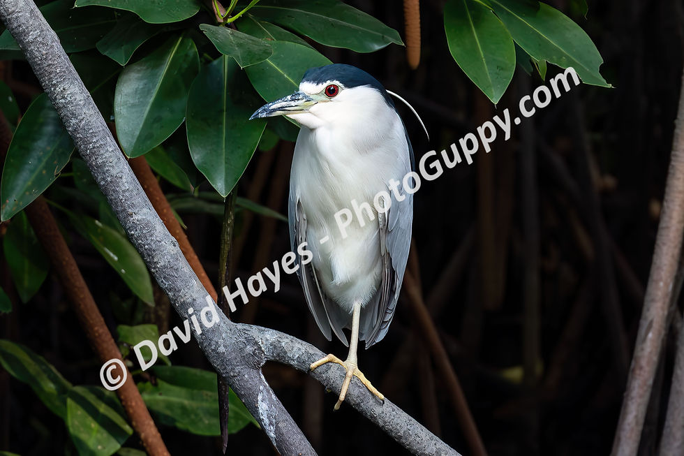 Black-crowned night heron, in mangrove forest near the Gulf of Thailand.