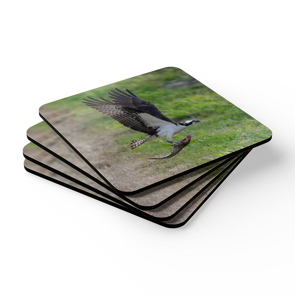 Thumbnail: Custom photo drink coaster set with image of an osprey in flight carrying a fish in its talons.
