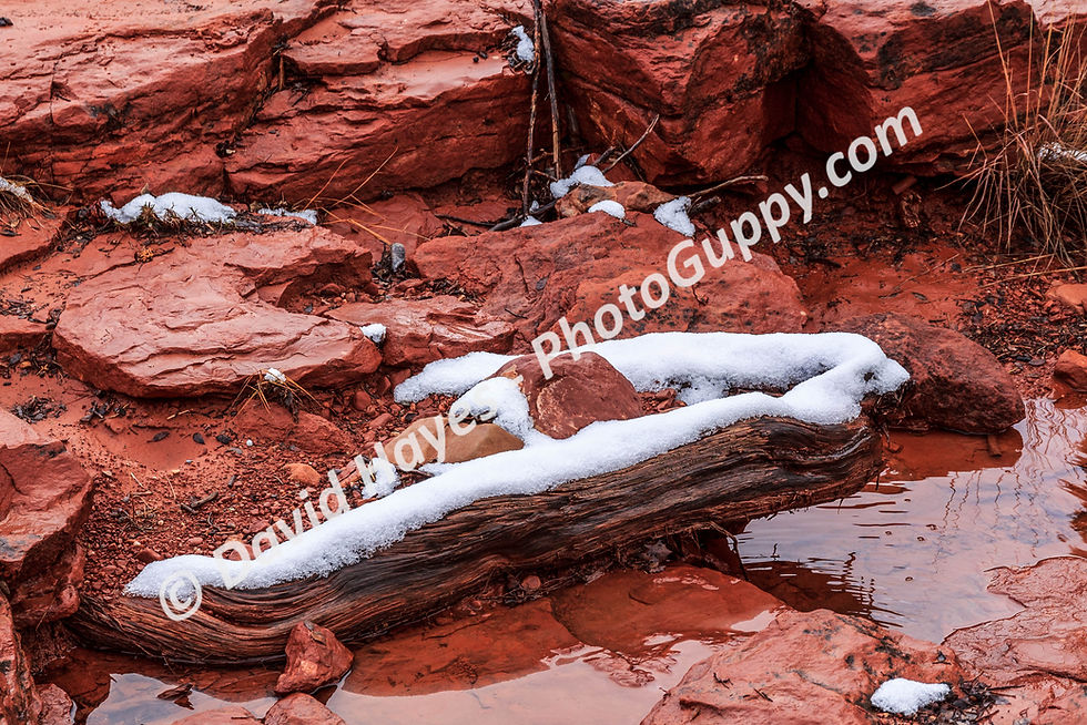Snow covered branch on red sandstone in Sedona Arizona