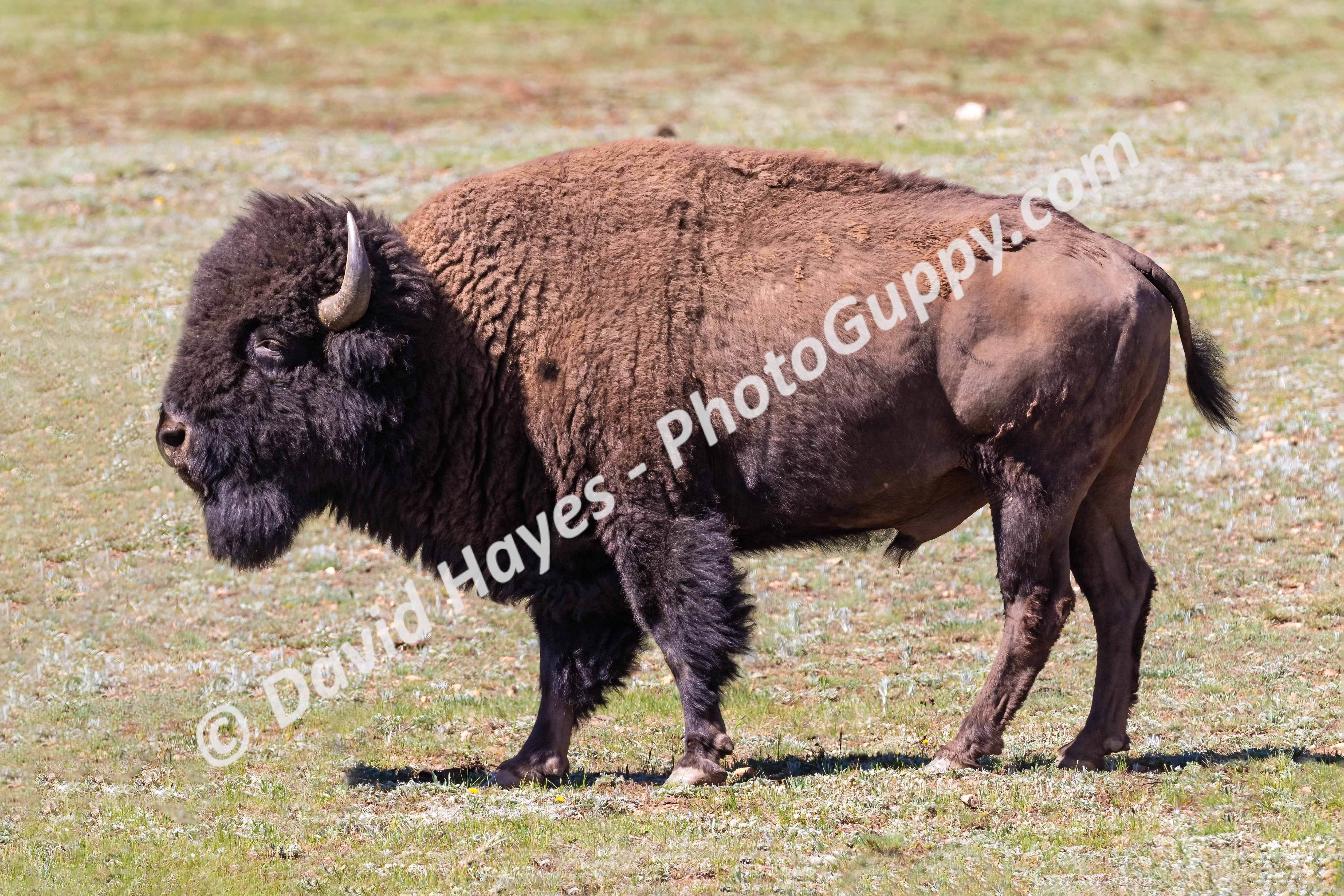 American bison standing in a grassy field at the Grand Canyon.