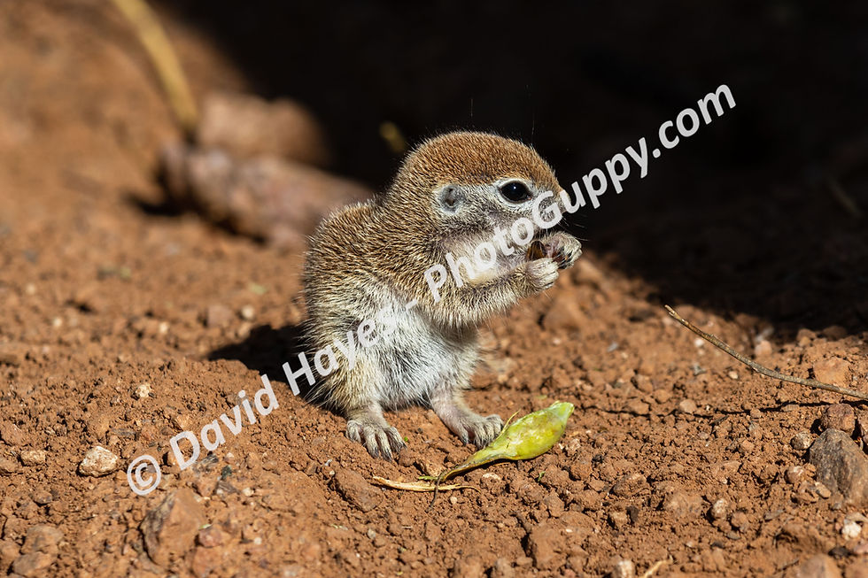 Baby round-tailed ground squirrel, holding a seed, in Sonoran Desert, Arizona.