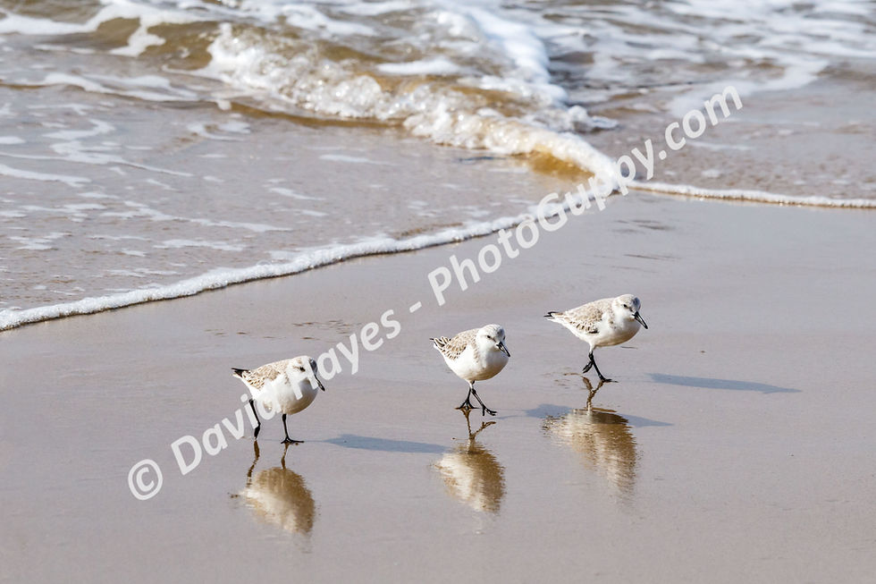 Three sanderlings walking together in a line on southern California beach.
