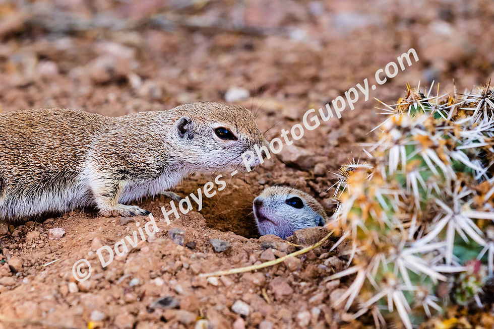 Round-tailed ground squirrel and her baby in their burrow at the base of a cactus, in Sonoran Desert, Arizona.