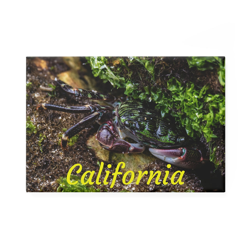 California - Cute Striped Crab Rectangular Magnet