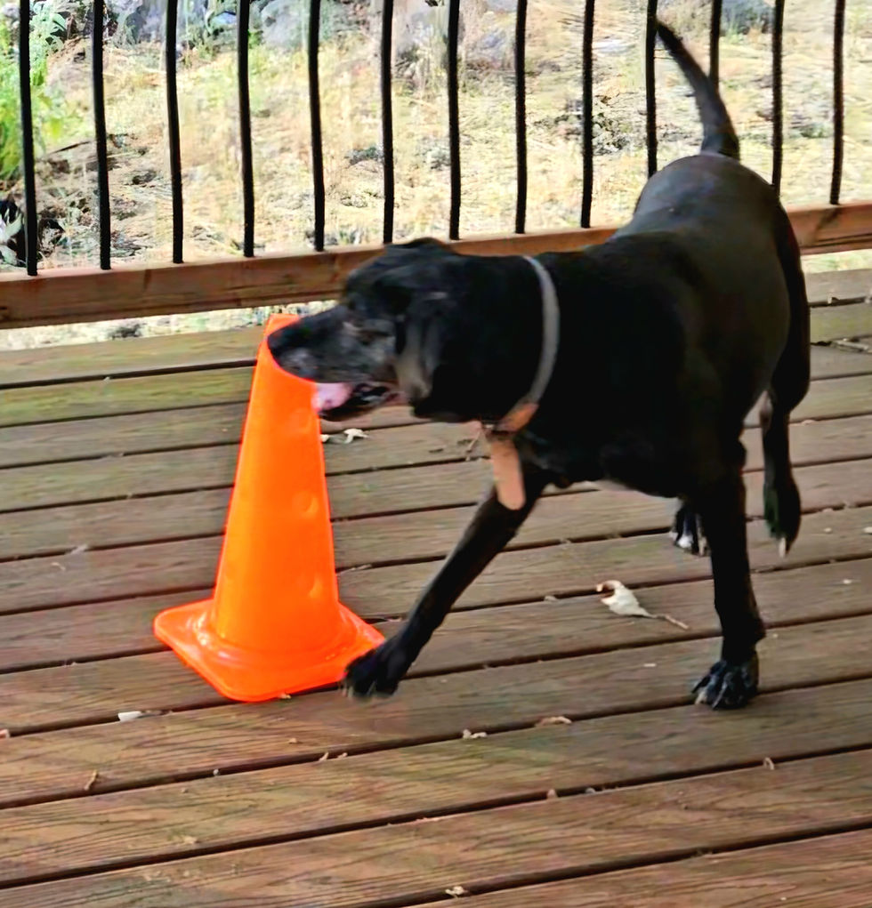 Black dog performing canine fitness exercises with a cone.