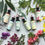 Thumbnail: Bach Flower Therapy Practitioner - level 1-2