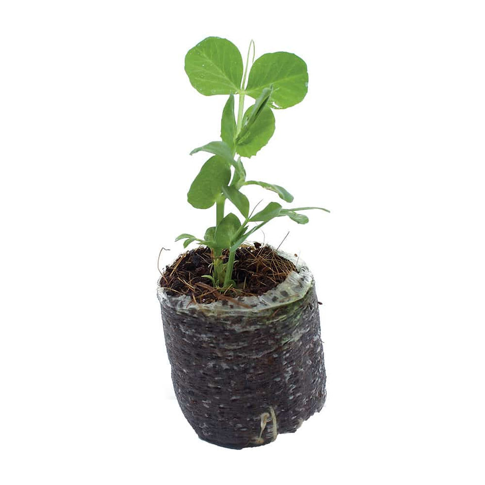 Thumbnail: Sugar Snap Pea