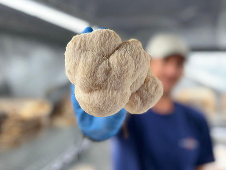 Lion’s Mane Steak: A Plant-Based Showstopper