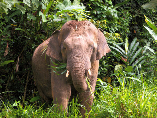 Malaysia: Unser Roadtrip durch den Regenwald