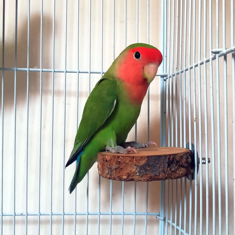 Miniatura: Apple Wood Parrot Stand and Swing Toy for Birds