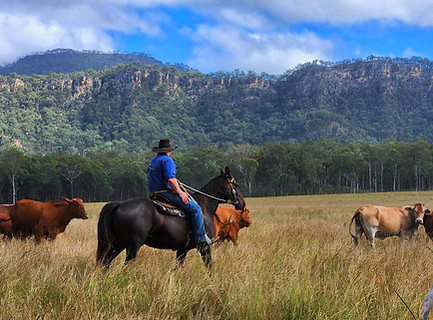 Mustering in Reid's Dome, near Carnarvon Gorge.