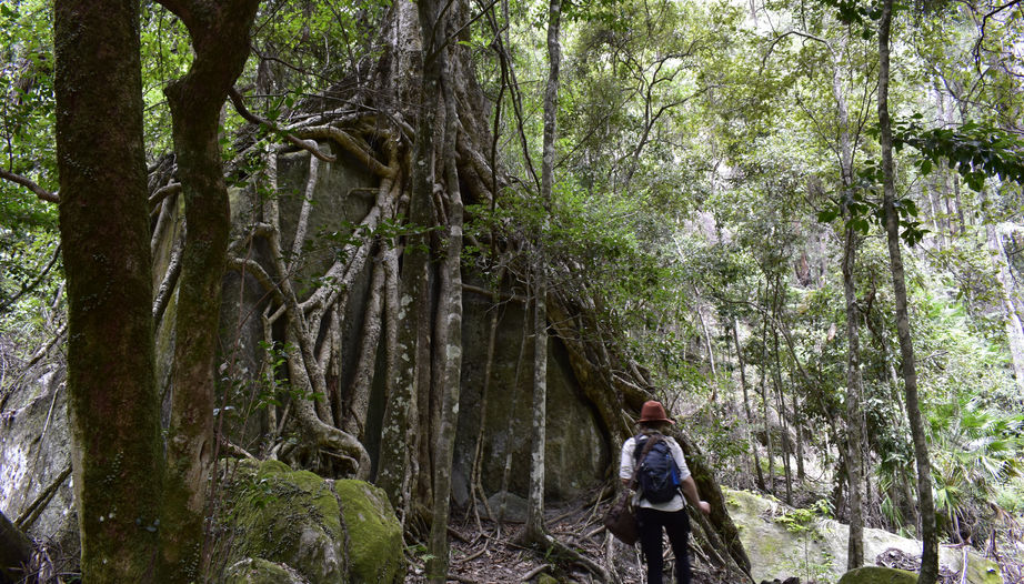 Ancient Fig Tree.JPG