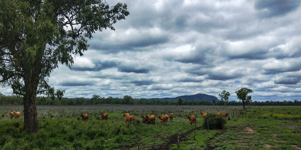 Cattle in Paddock