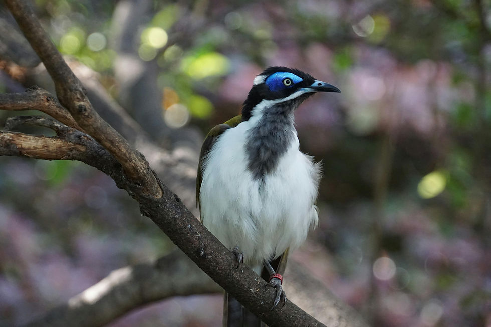 Blue Faced Honeyeater