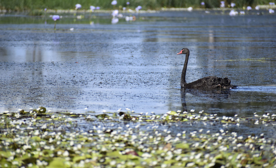Black swan and lillies.JPG
